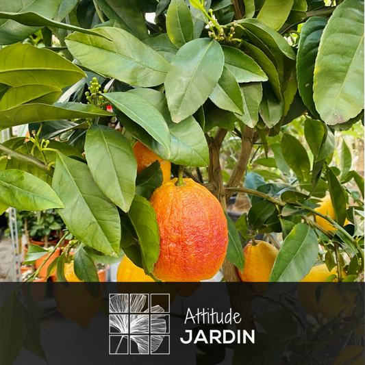 Citronnier Rosso - Agrume Méditerranéen - Arbre Fruitier - ↕ 75-85 Cm - ⌀ 22 Cm