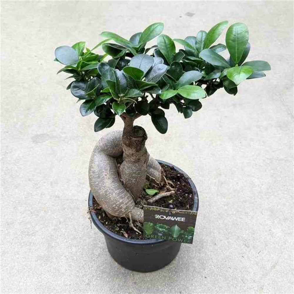 Ficus Microcarpa 'compacta' Ginseng Grosses Racines Pot De 2 Litres ? 20/30 Cm