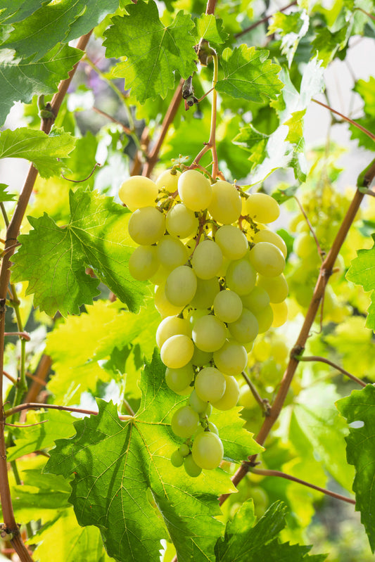 Vigne Italia Pot 1,3 L