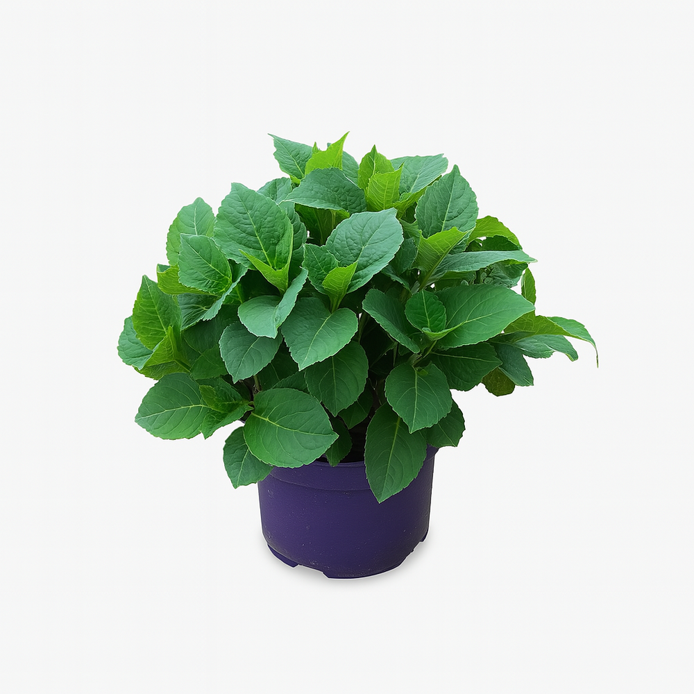 Hydrangea Macrophylla Forever And Ever Rouge - Pot 5 L