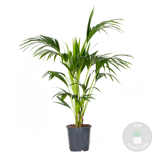 Howea Forsteriana - Palmier Kentia - Plante D’intérieur - 120-140 Cm De Haut - Pot 24 Cm