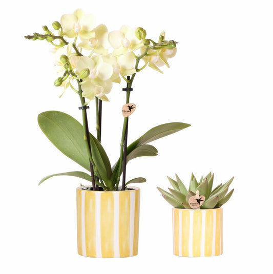Orchidée Phalaenopsis & Echeveria En Pot Rayé Decoratif