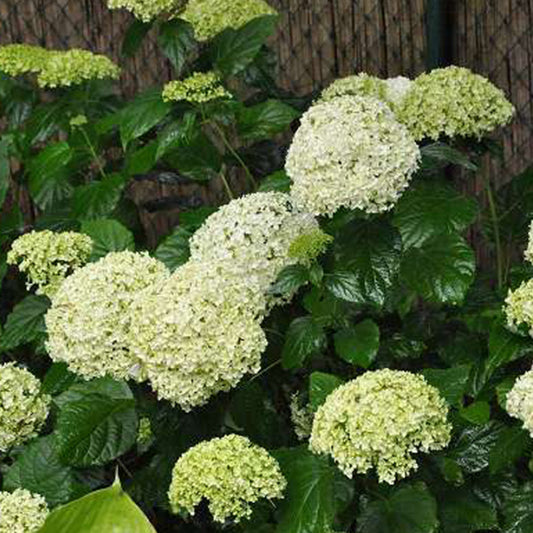 Hortensia De Virginie 'annabelle' - Hydrangea 'annabelle' - 60-80 Cm Pot