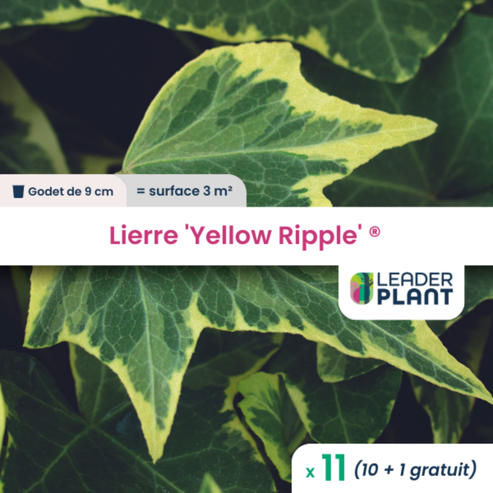 11 X Lierre Yellow Ripple ® En Godet