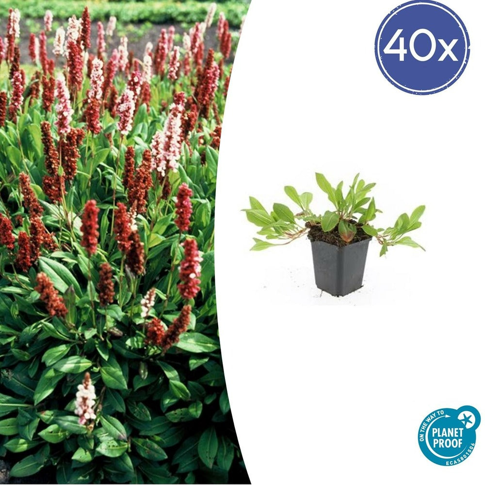 Renouée 'darjeeling Red' X12 – Entre 0,75 Et 1m2