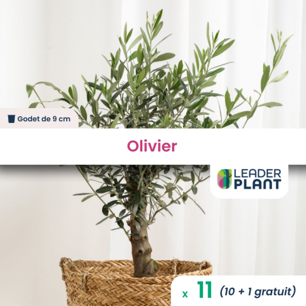 11 X Olivier En Godet