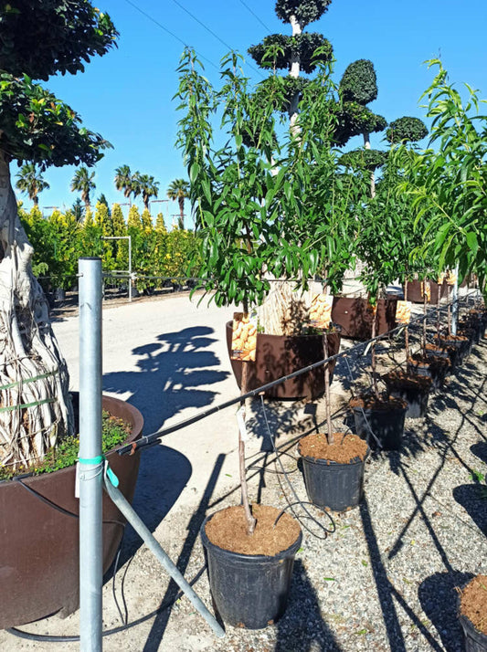 Prunus Dulcis (amandier) Pot De 30l -160/180 Cm