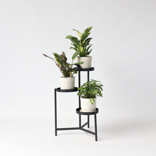 Mélange De Plantes D'intérieur - Set De 3 - Hauteur 25-40cm - ⌀12cm