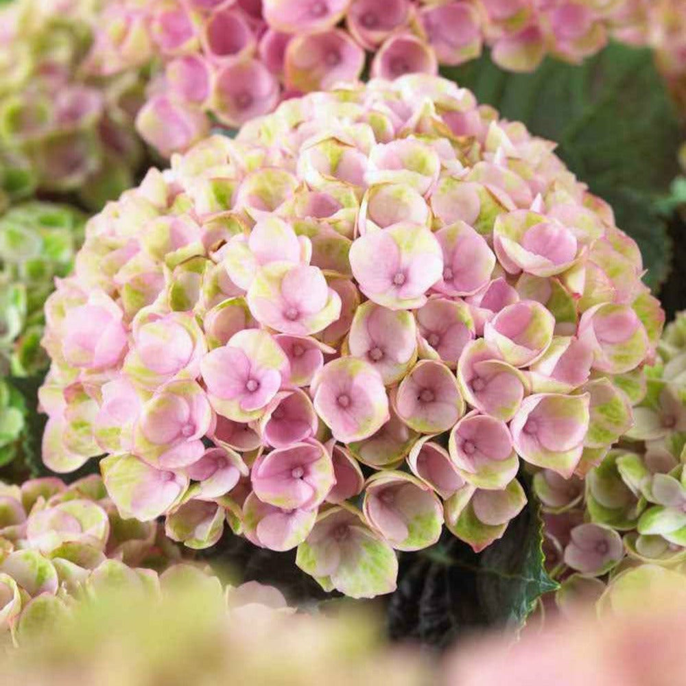 Hortensia Revolution Pink - Le Pot / ø 14cm / Hauteur Livrée 20-25cm