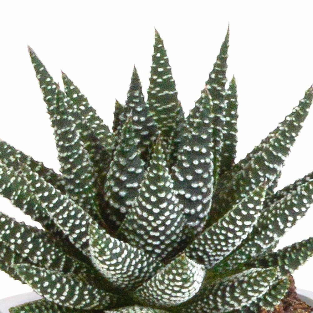 Coffret Gasteria, Haworthia Et Ses Caches-pots Terracotta - Lot De 3 Plantes, H18cm
