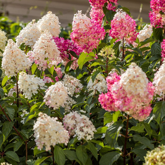 Hortensia - Set De 3 - Hortensia Paniculata - Hauteur 25-35cm - ⌀9cm
