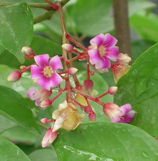 Averrhoa Carambola Variété Arking (carambolier, Carambole) Pot De 10 Litres ? 140/160 Cm