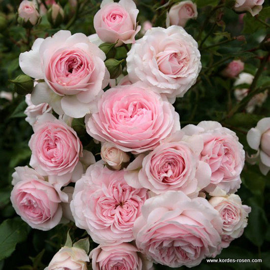 Rosier Kordes - Rosa 'larissa'®