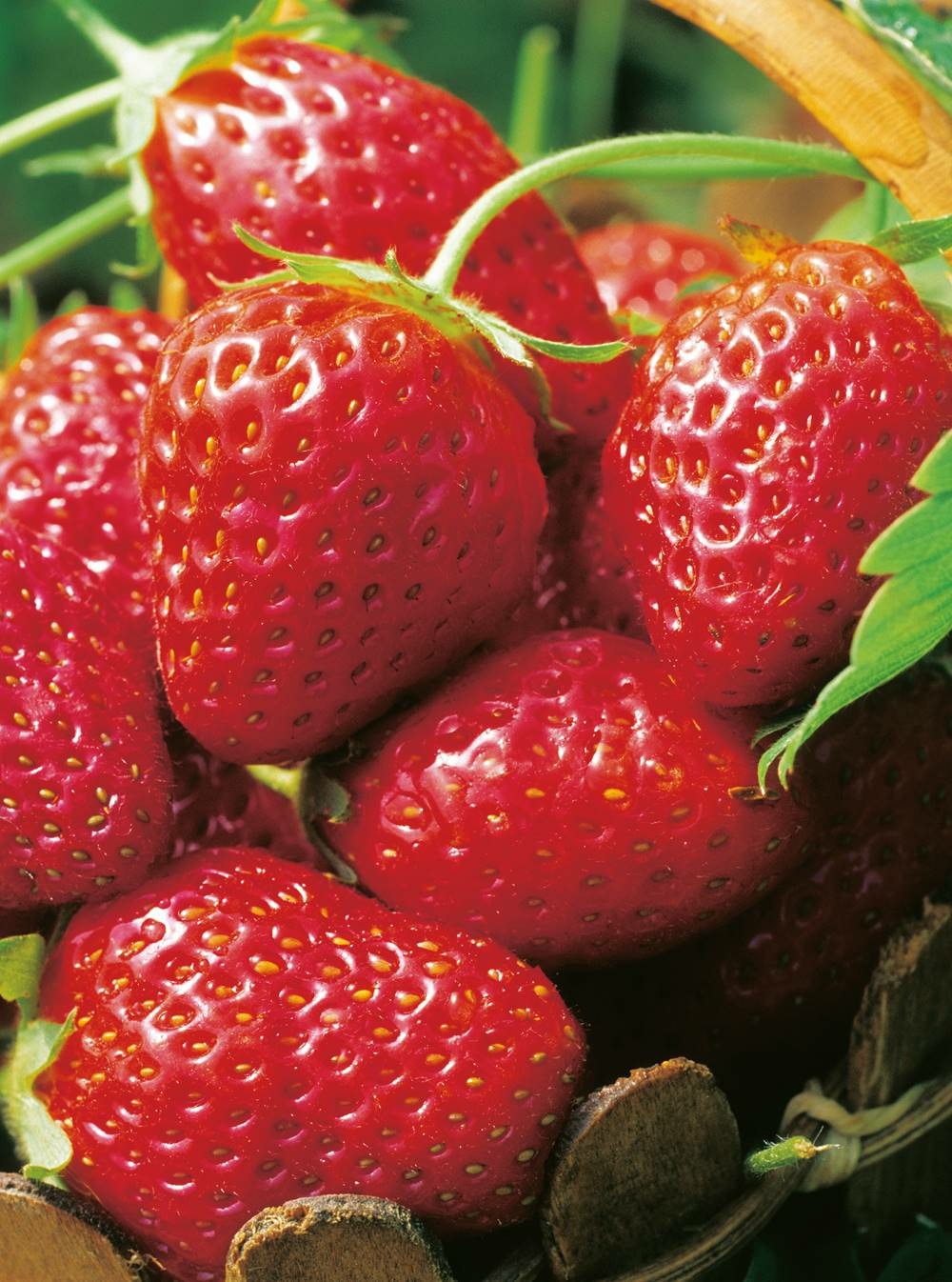 Fraisier Senga Sengana - 20 Plants
