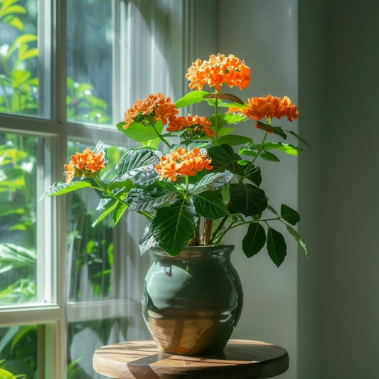 Fleur Du Feu - Set De 2 - Crossandra 'fortuna' - Hauteur 20-30cm - ⌀13cm