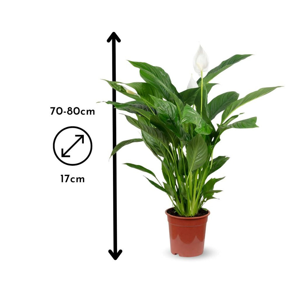 2x Mélange De Plantes D'intérieur - Chamaedorea - Spathiphyllum - Lot De 2 - ↕ 70-80 Cm - ⌀ 17 Cm - Purificateur D'air