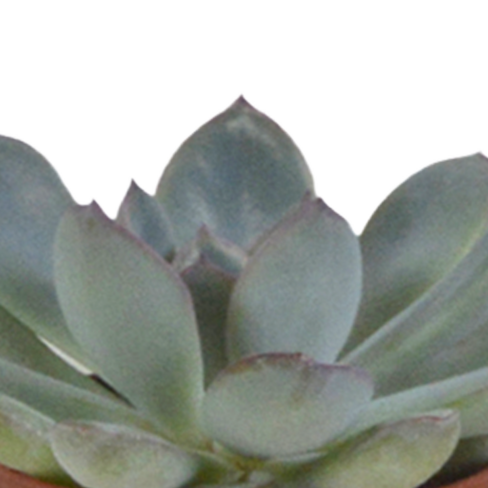 Coffret Succulente & Cactus + Caches-pots Blancs