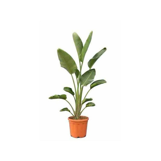 Strelitzia Nicolai (oiseaux Du Paradis Géant) Pot De 2 Litres ? 30/40 Cm -
