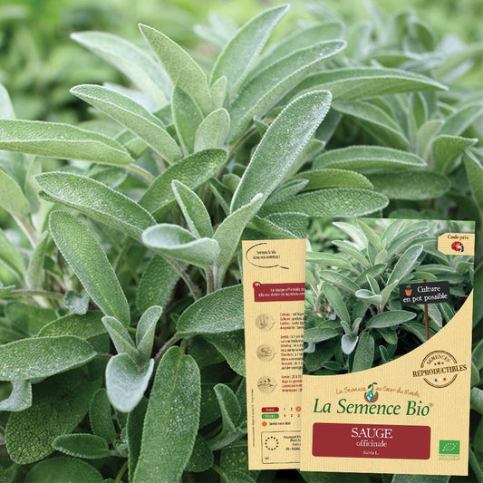 Sauge Officinale - Graines Bio