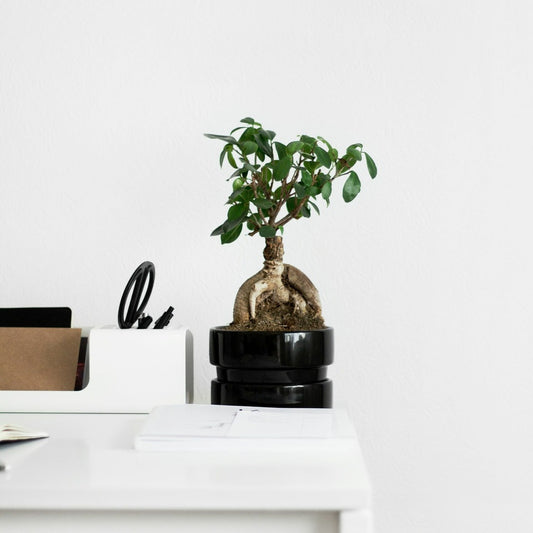 Bonsaï - Set De 4 - Ficus Microcarpa - Hauteur 30-40cm - ⌀12cm
