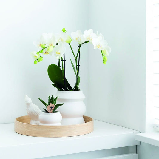 Orchidée Phalaenopsis Blanche - Lot De 2 35cm - Plante D'intérieur