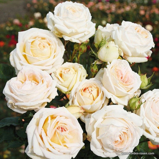 Kordes Parfuma® Rosier - Rosa 'madame Anisette'®