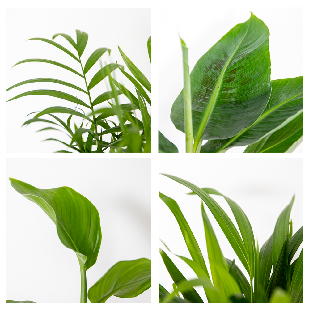 Mélange De Plantes Tendance - Chamaedorea, Dypsis, Musa, Strelitzia - ⌀12 Cm - 20-45 Cm