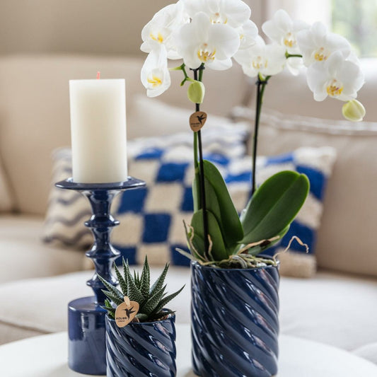 Set Orchidée Phalaenopsis Blanche Et Haworthia En Pots Candy