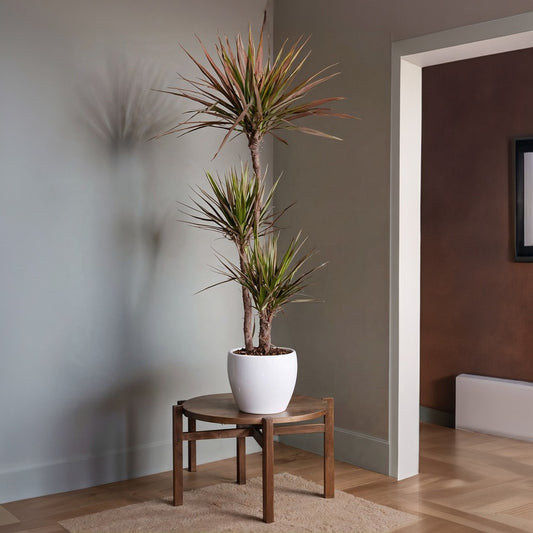 Dragonnier - Dracaena Marginata 'magenta' - Hauteur 110-130cm - ⌀24cm