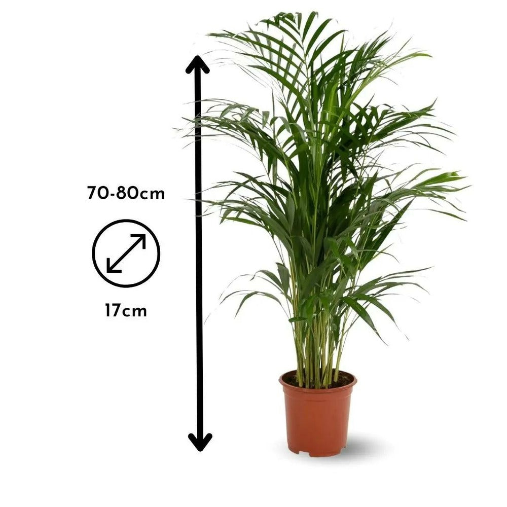 Areca - Dypsis Lutescens - Palmier D'intérieur - ↕ 70-80 Cm - ⌀ 17 Cm - Purificateur D'air