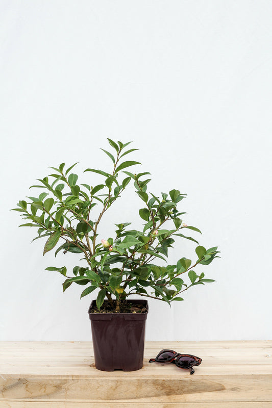 Camélia 'early Pearly' - En Pot De 4 Litres