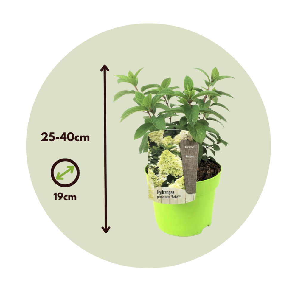 Hortensia - Hydrangea Paniculata 'bobo' - Hauteur 25-40cm - ⌀19cm