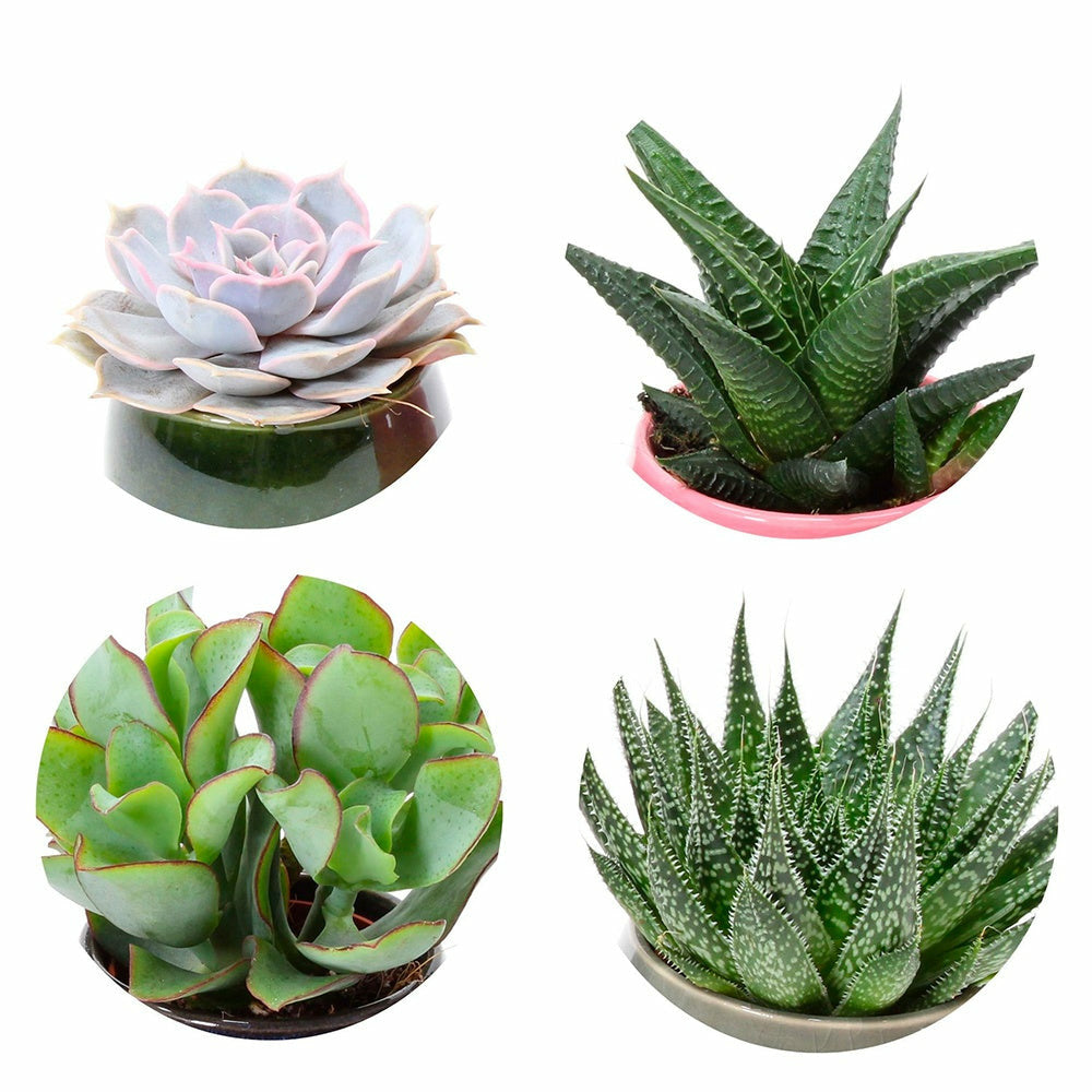 Collection De 4 Succulentes - Les 4 Pots / 5.5cm