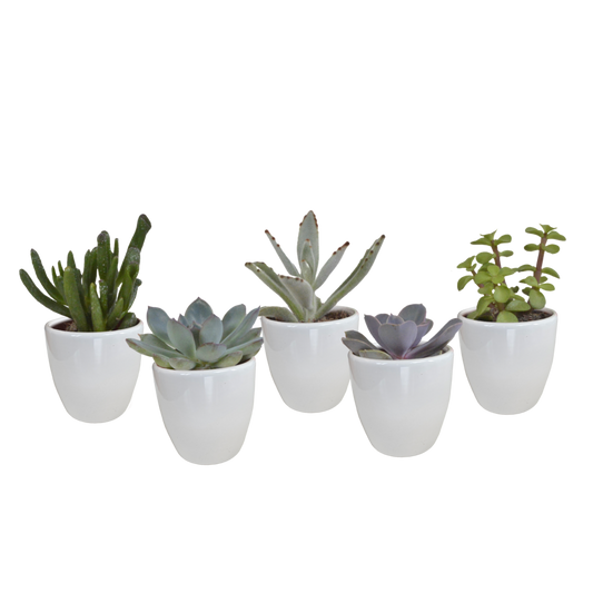 Coffret Succulente & Cactus + Caches-pots Blancs
