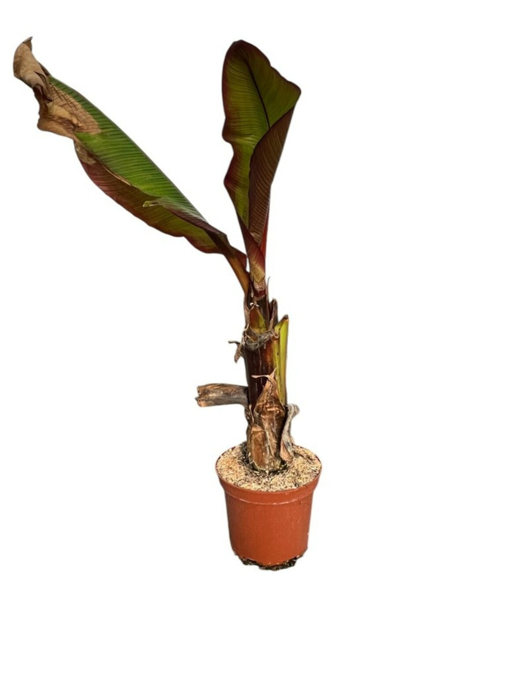Musa Ens. Maurelli - Pot 4 L - H 120 Cm