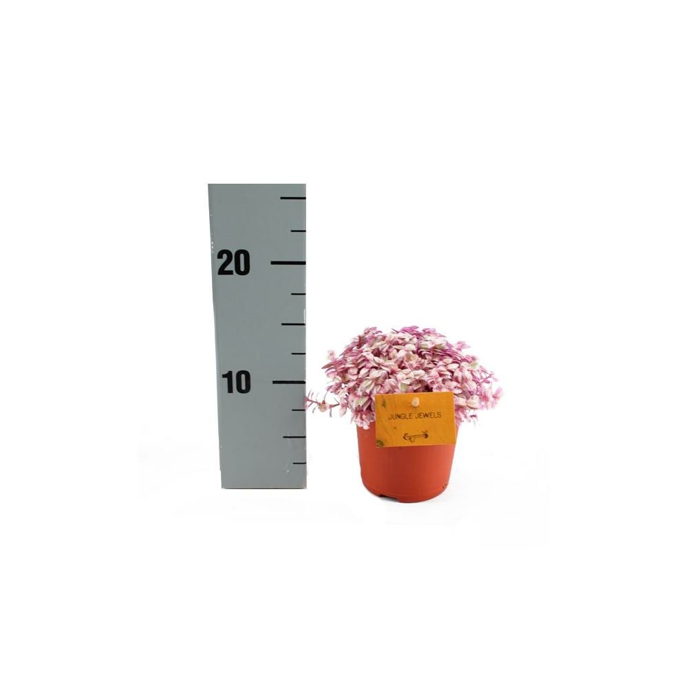 Callisia Rosato Rosato Rose Dame Pot 11cm Pot