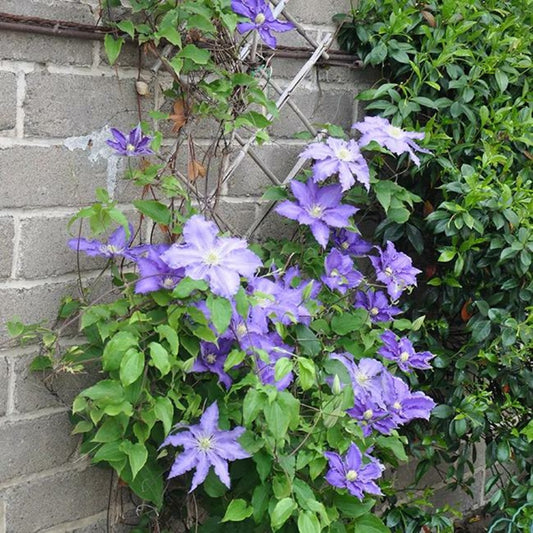 Clématite 'lasurstern' - Clematis 3l - 60/90cm