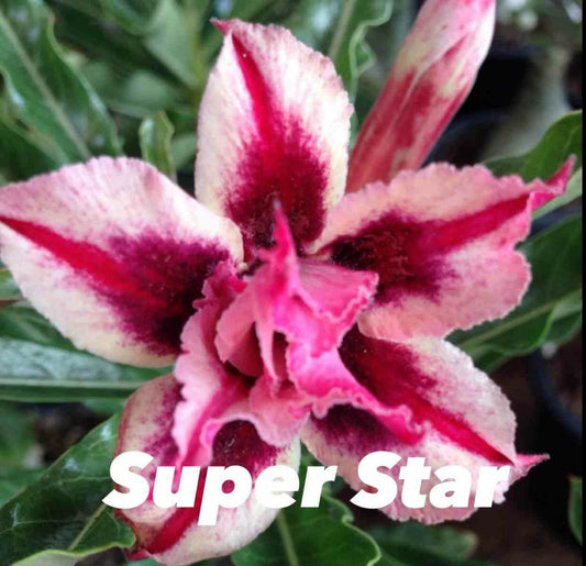 Adenium Obesum Cv.super étoile Caudex D'environ 2000g 25/30cm Très Gros Caudex