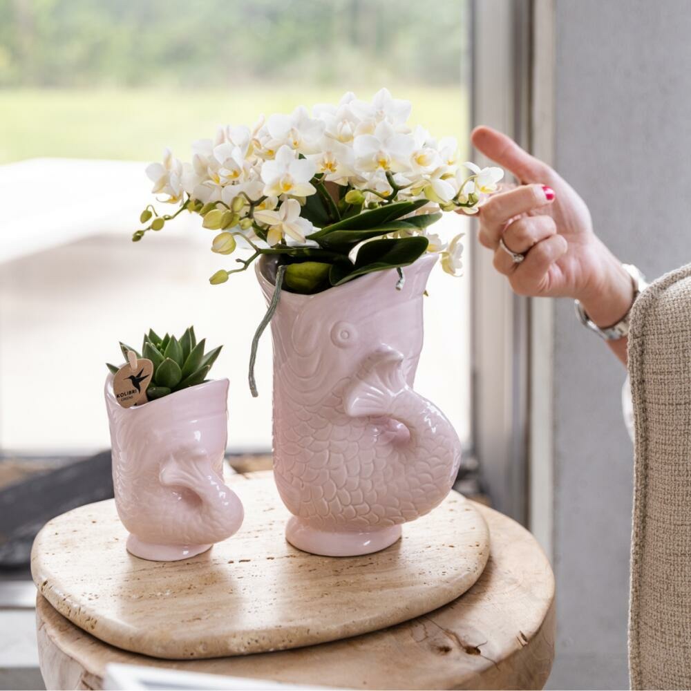 Kolibri Orchids Orchidée Blanche Nazaré + Pot à Poisson Rose - Taille De Pot 9cm