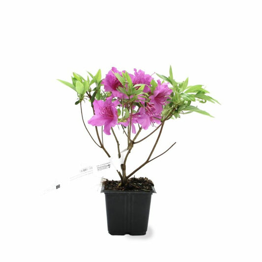 Rhododendron Du Japon 'purple Splendor' (azalea Japonica 'purple Splendor')