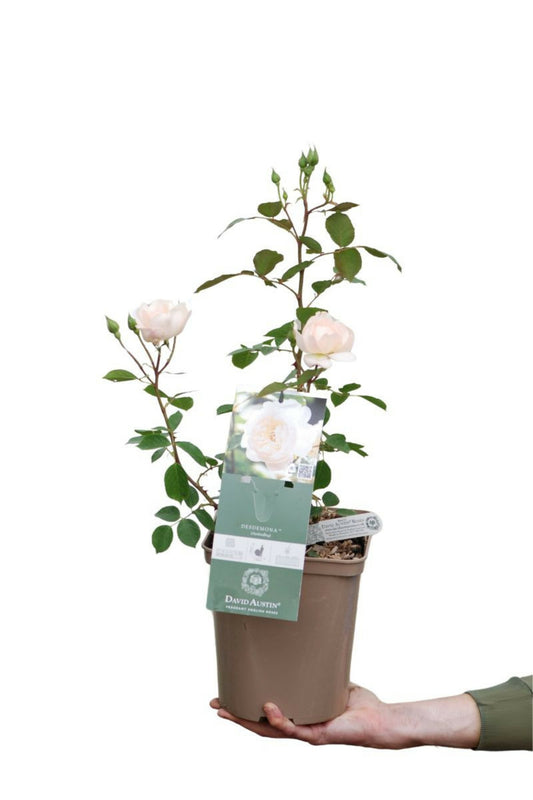 Rosier David Austin 'desdemona' ? - En Pot De 5 Litres