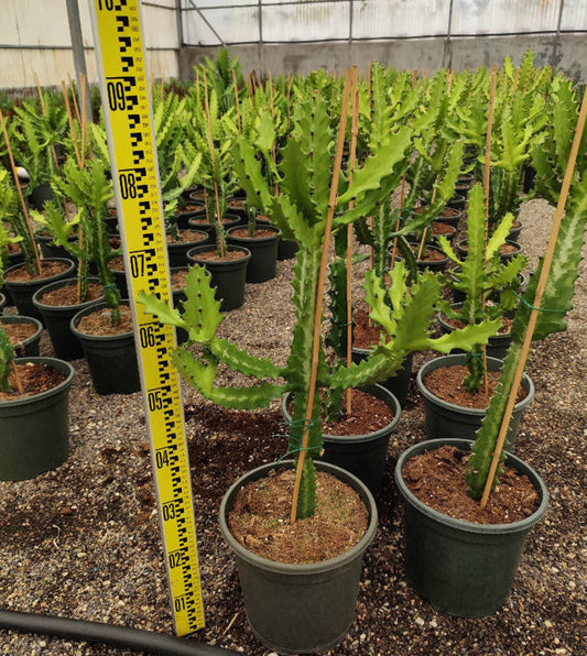 Euphorbia Lactea Pot De 80l - 150/175cm