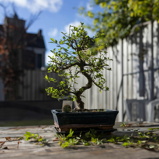 Bonsaï - Carmona Microphylla - Hauteur 20-30cm - ⌀15cm