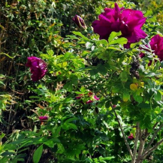 Kordes-rugosa - Rosa 'purple Roadrunner'®