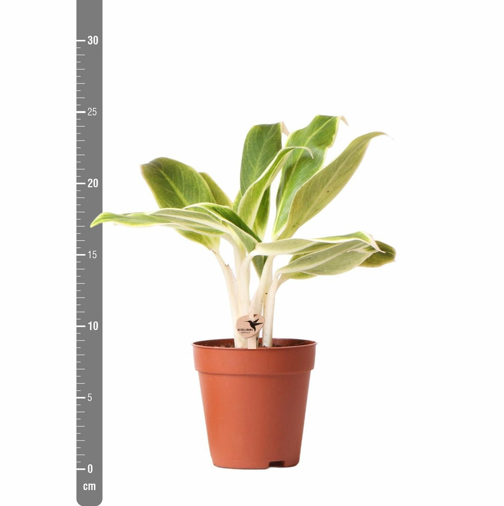 Plante Verte - Aglaonema Lipstick Green - H25cm, ø9cm - Plante D'intérieur
