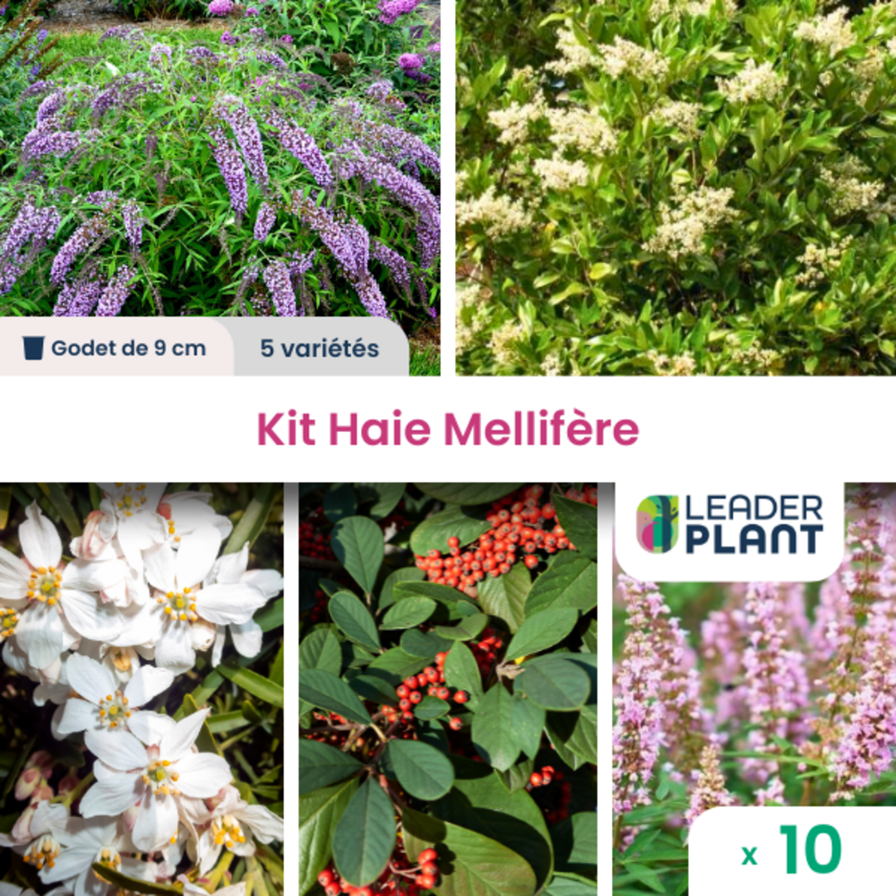 Kit Haie Mellifère - 5 Variétés - Lot De 10 Godets