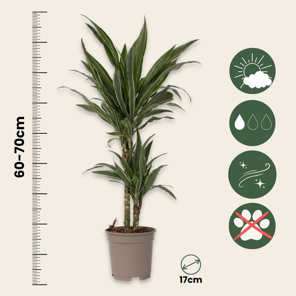 Dragonnier - Set De 2 - Dracaena Deremensis 'warneckei' - H60-70cm - ⌀17cm