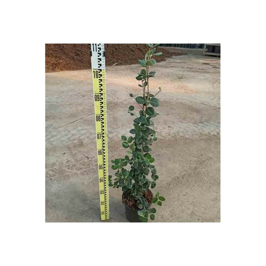 Metrosideros Excelsa (arbre De Noël) Pot De 65l - 130/150cm