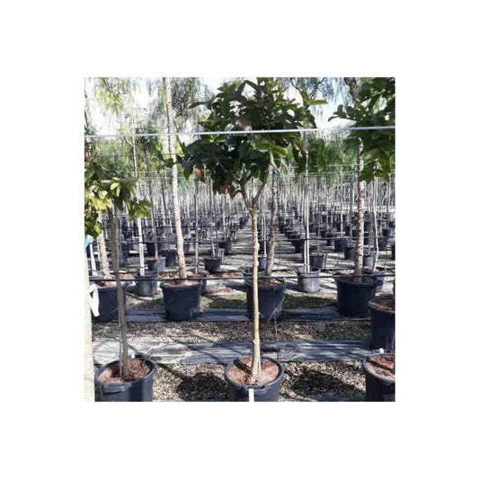 Goyave : Psidium Guajava "limon": Psidium Littorale Pot De 7 Litres ? 80/100 Cm
