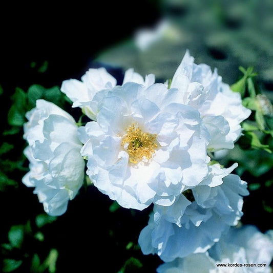 Kordes-rugosa - Rosa 'white Roadrunner'®